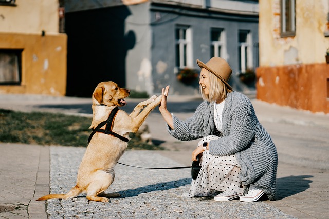 Come prendersi cura di un cane anziano