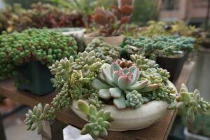 Come Iniziare a Fare Giardinaggio: L’ABC per Coltivare il Tuo Pollice Verde anche se Sei Principiante