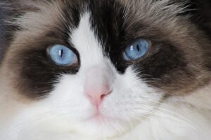 Gatti tranquilli: le 5 razze ideali per famiglie calme e rilassate