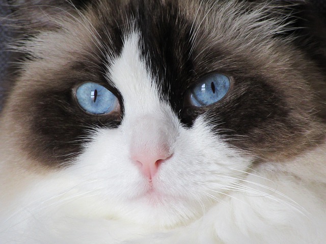 Gatti tranquilli: le 5 razze ideali per famiglie calme e rilassate