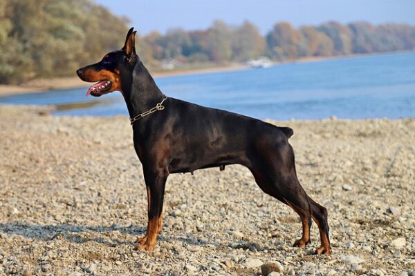 Cani di grossa taglia che perdono poco pelo: le razze ideali per una casa pulita